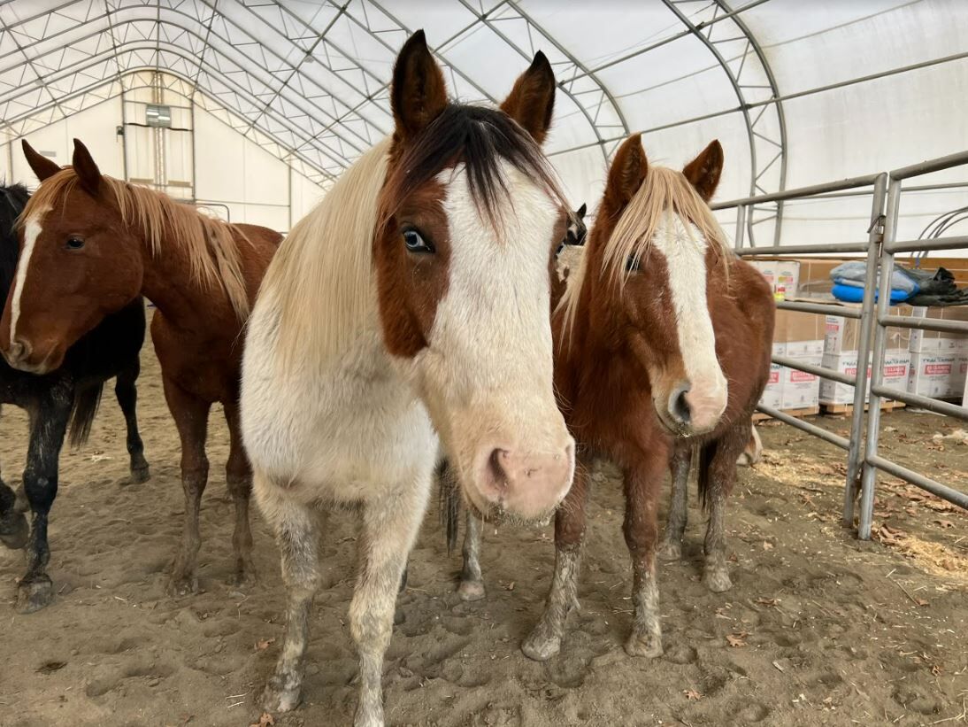 Horses at MSPCA farm